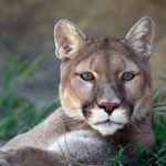Boycott products that endanger wildlife